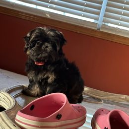 Black Dobie - Shih Tzu