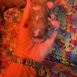 Girl 3 - Red female Cavapoo puppy in Cottondale, Florida from Pat’s precious puppies