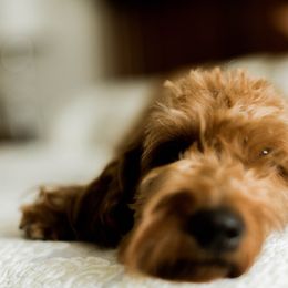 Goldendoodle All Grown Up from Leonards Doodles