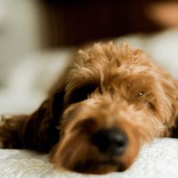 Goldendoodle All Grown Up from Leonards Doodles