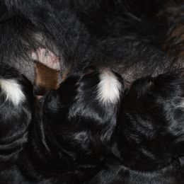Bernese Mountain Dog Puppies from Brookwood Bernese Mountain Dogs