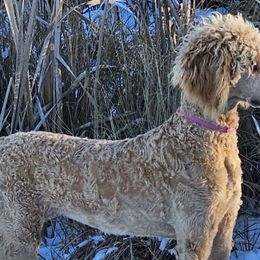 Poppy - Apricot Poodle puppy in Deer River, Minnesota from Poodles Around