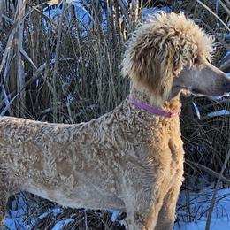 Poppy - Apricot Poodle puppy in Deer River, Minnesota from Poodles Around