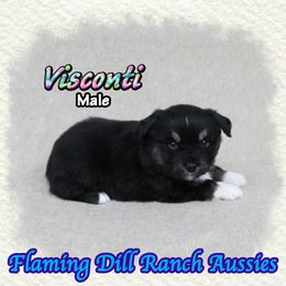 Visconti - Black tri male Toy Australian Shepherd puppy in Forestburg, Texas from Flaming Dill Ranch Aussies