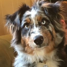 Cooper - Australian Shepherd