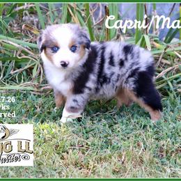 Capri - Blue merle female Miniature Australian Shepherd puppy in Madisonville, Texas from Flying LL Aussies