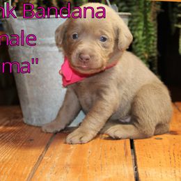 Labrador Retriever Puppies from Silver Dollar Labs