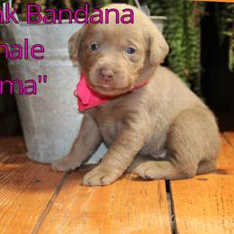 Labrador Retriever Puppies from Silver Dollar Labs