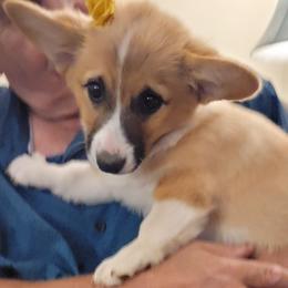 Girl 3 - Molly - Red female Pembroke Welsh Corgi puppy in Poplar, Wisconsin from Tshandra Corgis
