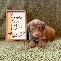 Gourd - Sable male Aussiedoodle puppy in Ellenburg Center, New York from Kristin's Puppies