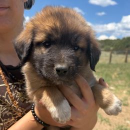 Umberto- light blue - Tan male Colorado Mountain Dog puppy in Cotopaxi, Colorado from Once Upon A Moose (OUM)