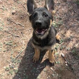 Gisela - Bi-color female German Shepherd puppy in Beryl, Utah from Von Den Mächtigen Kennels