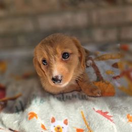 Rosie - Red female Dachshund puppy in Tuscaloosa, Alabama from Watermelon Doxies