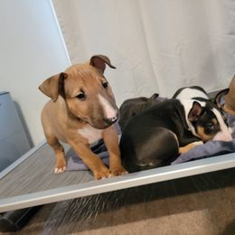 Bull Terrier Puppies from The Noble Bull Terriers