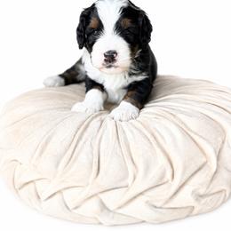 McIntosh - Tri-color male Bernedoodle puppy in Atwood, Oklahoma from Luxe Doodle Haven