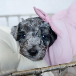 CoCo - Merle female Goldendoodle puppy in Holly Springs, Georgia from Libby Lou’s Goldendoodles