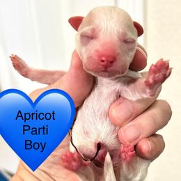 Corbin - Parti male Poodle puppy in Mineral Wells, Texas from S.H.A.R.P.’s Toy Poodles