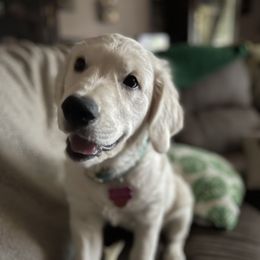Golden Retrievers from Love4Goldens