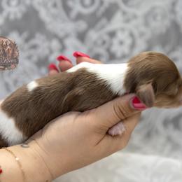 Sarah - Dapple female Dachshund puppy in Iola, Texas from Whiskey River Dachshunds