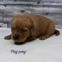 Golden Retriever Puppies from Holly Hill Kennels