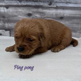 Golden Retriever Puppies from Holly Hill Kennels
