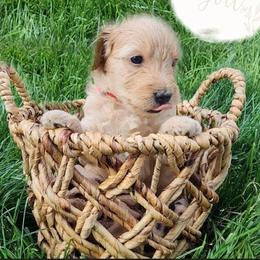 Goldendoodle Puppies from Lauralyn's Goldendoodles