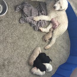 Aussiedoodle Puppies from Epic doodle league