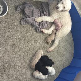 Aussiedoodle Puppies from Epic doodle league