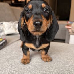 Dachshund Puppies from Carranza Puppy Farm