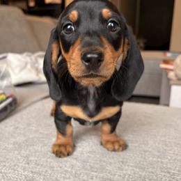 Dachshund Puppies from Carranza Puppy Farm