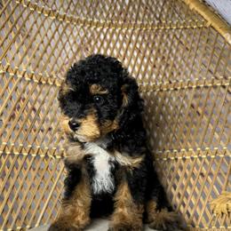 Female 2 - Tri-color female Bernedoodle puppy in Belgreen, Alabama from Scott’s Farm Poodles and Doodles