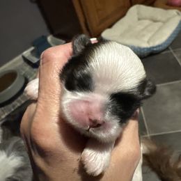 Girl 1 - Tricolor female Shih Tzu puppy in Hustontown, Pennsylvania from Everts Ranch ShihTzu’s