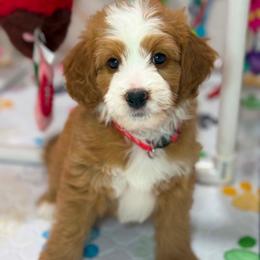 Garnet - Red female Bernedoodle puppy in Yuciapa, California from AlltheDoodlez_