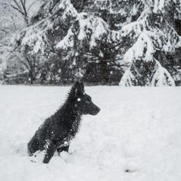 Petra - Black female Mudi puppy in Franklinville, New Jersey from Velaris