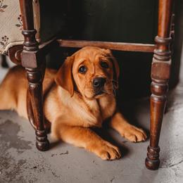 Labrador Retriever Puppies from Shadow Run Labradors