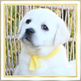 BonBon's Miss Daisy - Yellow female Labrador Retriever puppy in Pasco, Washington from ROCK CREEK LABRADORS Pasco, WA