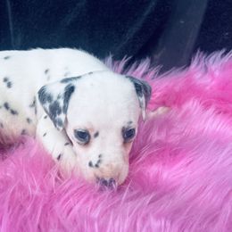 Prince - LUA - White and black male Dalmatian puppy in Sedalia, Missouri from Missouri Dalmatians