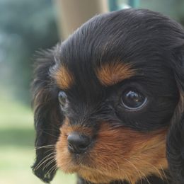 Bernedoodles, Cavalier King Charles Spaniels, and Poodles from Treasure Valley Poodles
