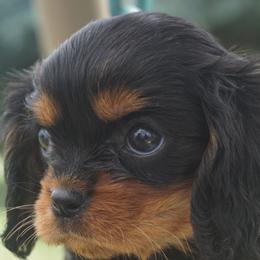 Bernedoodles, Cavalier King Charles Spaniels, and Poodles from Treasure Valley Poodles