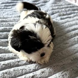 Oreo - Black and white male Shih Tzu puppy in Scottdale, Pennsylvania from Nancy’s Majestic Shih Tzus