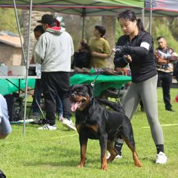 Ozzy - Rottweiler