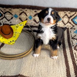 Dolly - Black rust and white Bernese Mountain Dog puppy in Findlay, Ohio from Rafter 58 Bernese Mountains and Bernedoodles