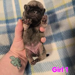 Girl 1 - Fawn female Pug puppy in Auburn, Kentucky from Prentice Family Pugs