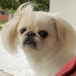 Diva - Pekingese
