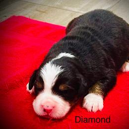 Diamond OFA - Black rust and white female Bernese Mountain Dog puppy in Strasburg, Ohio from Lois Allison