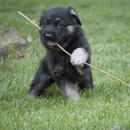 German Shepherd Puppies from Bmeerhuis German Shepherds