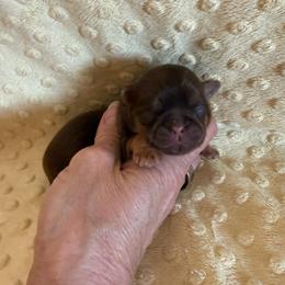Greene - Chocolate and tan male Shih Tzu puppy in Success, Missouri from Sweet Success
