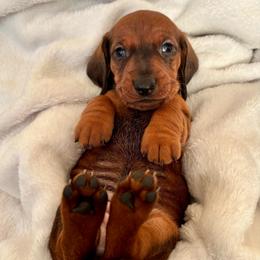 Purple Collar Girl - Red female Dachshund puppy in Baltimore, Maryland from Passport Dachshunds