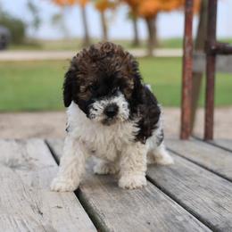 Barkley - Black male Whoodle puppy in West Bend, Iowa from Blue Skies Terriers