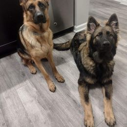 German Shepherd Puppies from Blue Line Shepherds